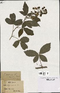 spécimen de Rubus candicans