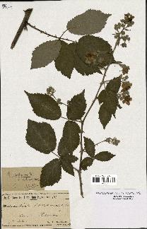 spécimen de Rubus candicans