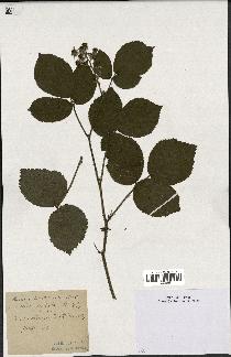 spécimen de Rubus tereticaulis
