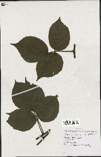 spécimen de Rubus tereticaulis