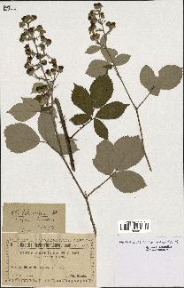 spécimen de Rubus schwarzeri