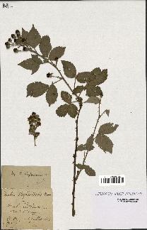 spécimen de Rubus phyllostachys