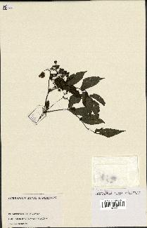 spécimen de Rubus sp.