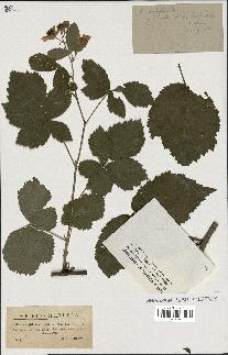 spécimen de Rubus corylifolius