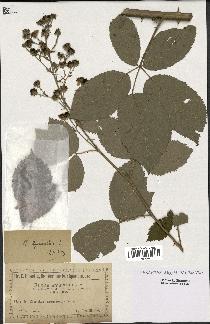 spécimen de Rubus thyrsanthus