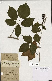 spécimen de Rubus thyrsanthus