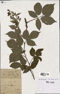 spécimen de Rubus thyrsoideus