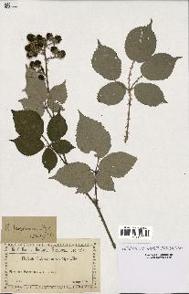 spécimen de Rubus propinquus