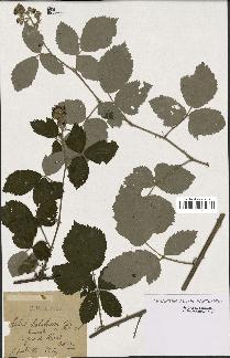 spécimen de Rubus hololeucos