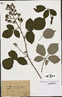 spécimen de Rubus bifrons