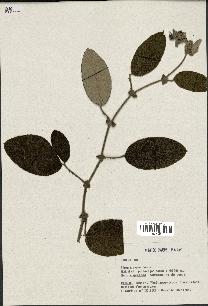 spécimen de Rubus sp.
