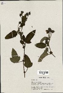 spécimen de Rubus sp.