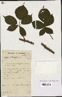 spécimen de Rubus villicaulis