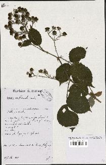 spécimen de Rubus villicaulis