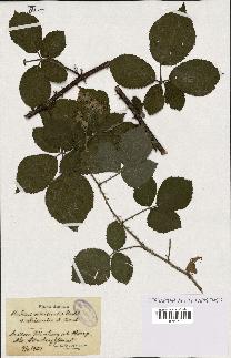 spécimen de Rubus villicaulis