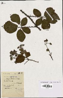 spécimen de Rubus villicaulis