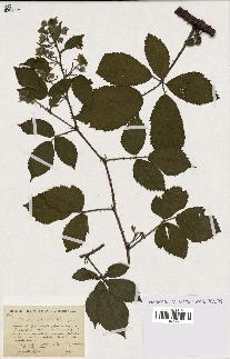 spécimen de Rubus silvaticus