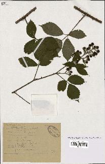 spécimen de Rubus silvaticus