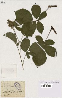 spécimen de Rubus silvaticus