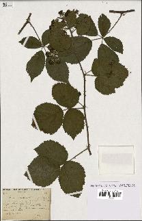 spécimen de Rubus silvaticus