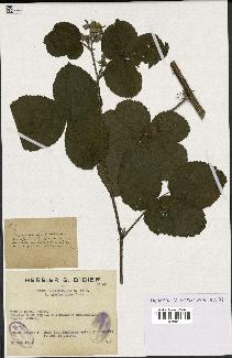 spécimen de Rubus melanoxylon