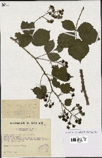 spécimen de Rubus melanoxylon