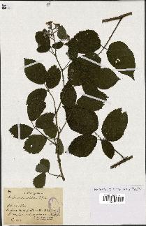 spécimen de Rubus insolatus