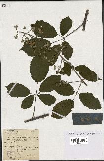 spécimen de Rubus ulmifolius