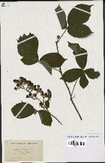 spécimen de Rubus ericetorum