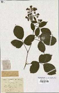 spécimen de Rubus ericetorum