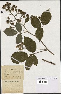 spécimen de Rubus ericetorum