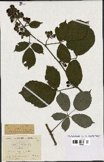 spécimen de Rubus ericetorum