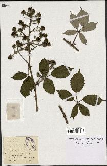 spécimen de Rubus ericetorum