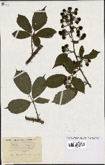 spécimen de Rubus ericetorum