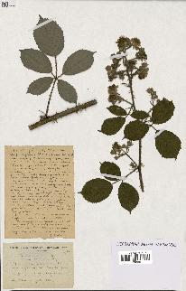 spécimen de Rubus ericetorum