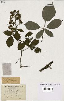 spécimen de Rubus ericetorum