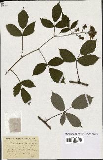 spécimen de Rubus ericetorum