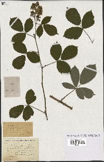 spécimen de Rubus ericetorum