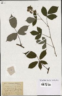 spécimen de Rubus ericetorum