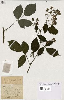 spécimen de Rubus ericetorum