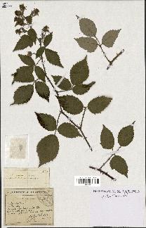 spécimen de Rubus subcanus