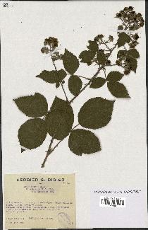 spécimen de Rubus micans