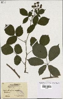 spécimen de Rubus granulatus