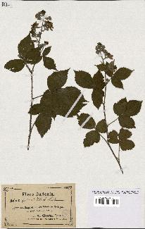 spécimen de Rubus fuscus