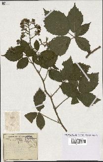 spécimen de Rubus fuscus