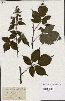 spécimen de Rubus fuscus