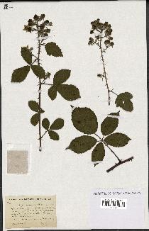 spécimen de Rubus uncinatus