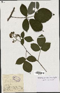 spécimen de Rubus radula