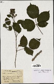 spécimen de Rubus uncinatus