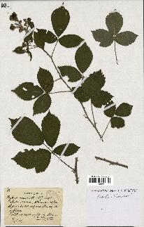 spécimen de Rubus uncinatus